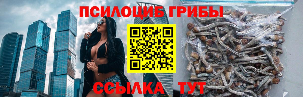 Псилоцибиновые грибы ЛСД  Михайловск  Галлюциногенные грибы Psilocybe 